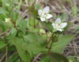 Anagallidium dichotomum. Верхушки побегов с цветками. Хакасия, берег Красноярского вдхр. в окр. пос. Абакано-Перевоз. 29.06.2010.