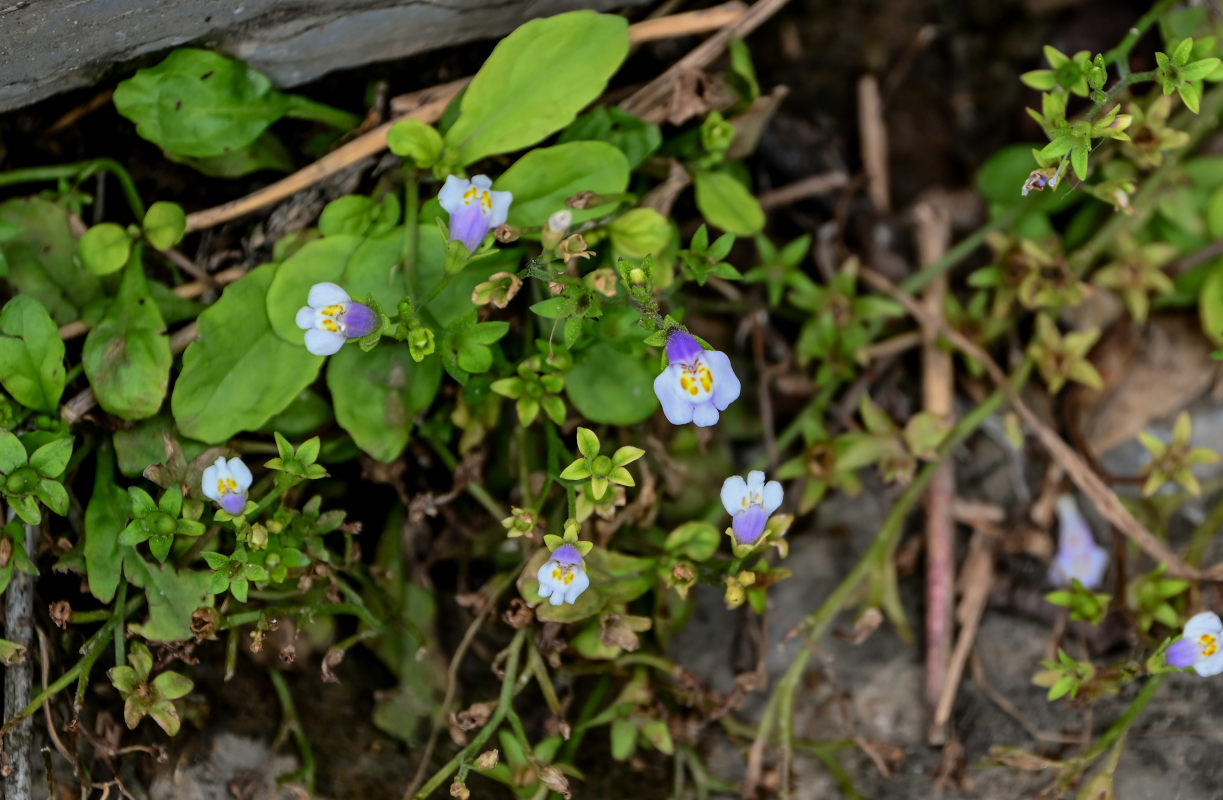 Изображение особи Mazus pumilus.