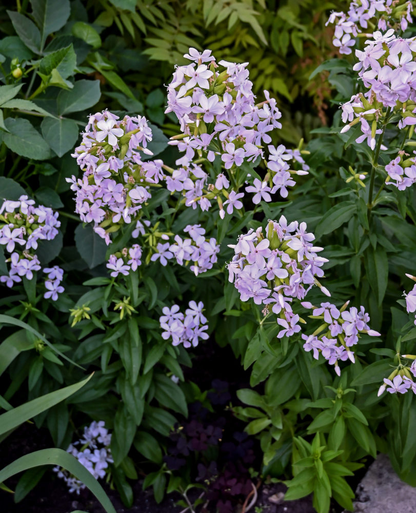 Изображение особи Saponaria officinalis.