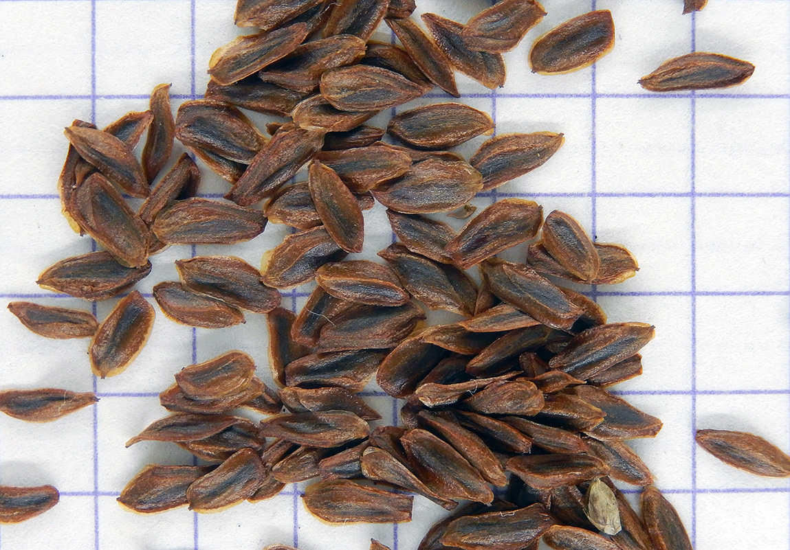 Изображение особи Cryptomeria japonica.