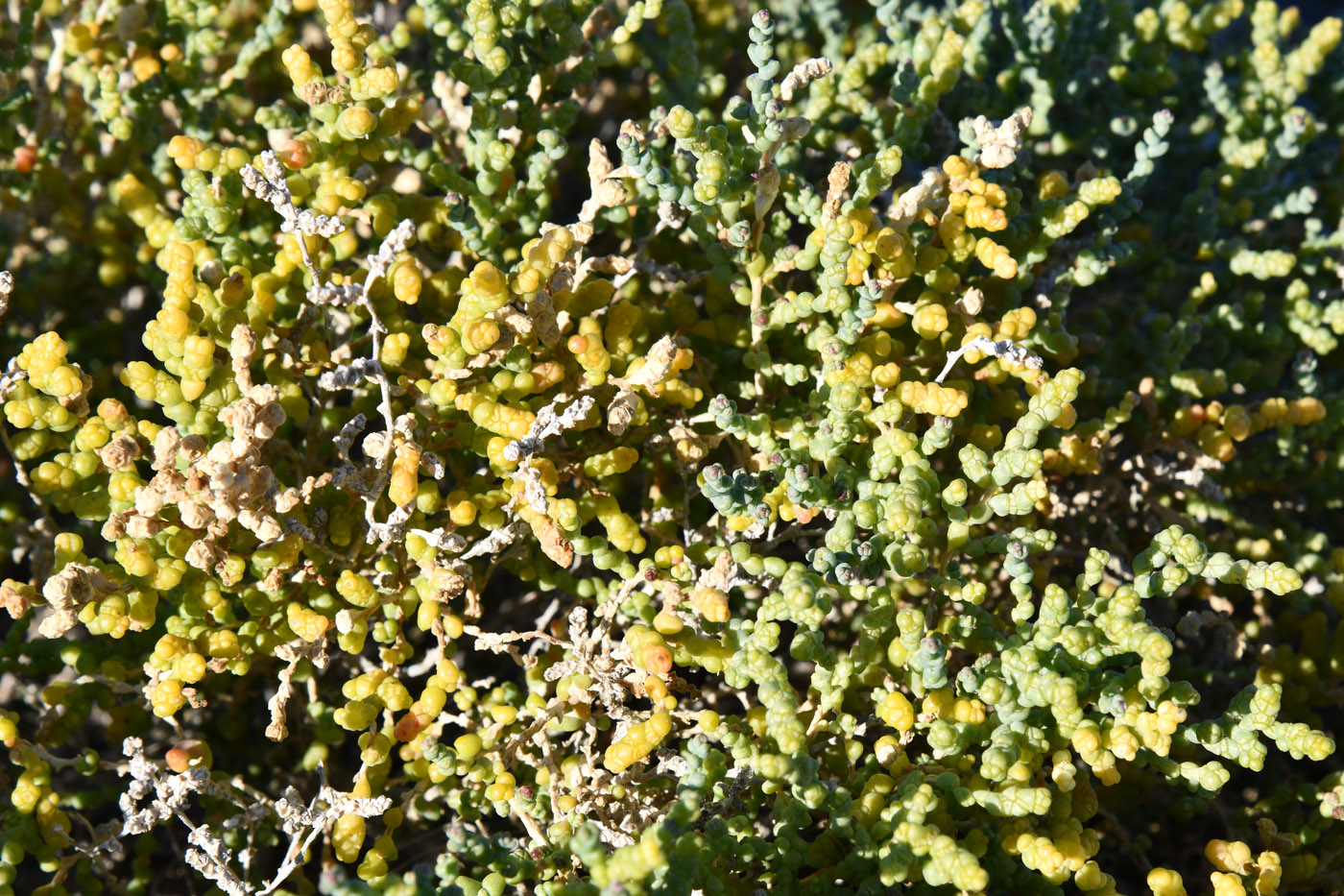 Image of Kalidium schrenkianum specimen.