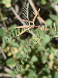 Image of taxon representative. Author is Тулкин Тиллаев