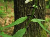 Cardamine bulbifera. Часть побега с сидящими в пазухах листьев выводковыми луковичками. Украина, Закарпатская обл., Виноградов, Чёрная гора, широколиственный лес. 5 мая 2008 г.