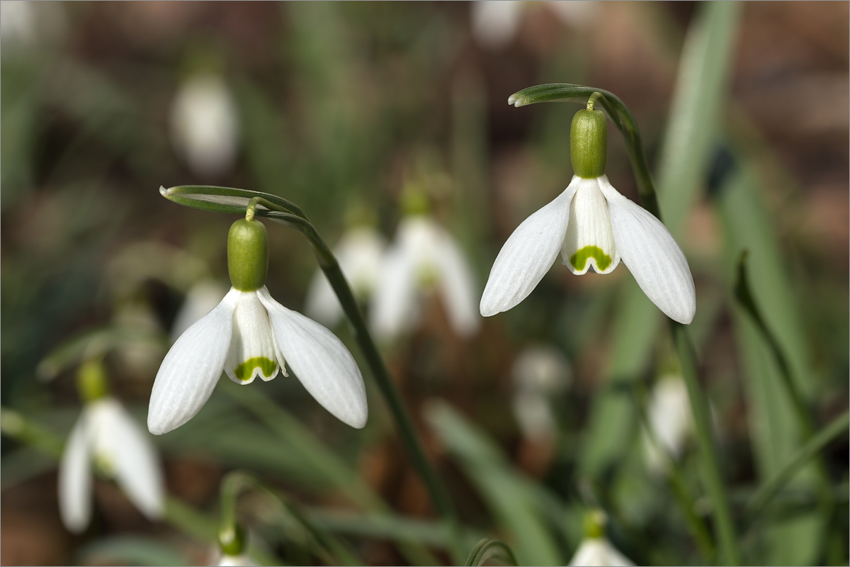 Изображение особи Galanthus nivalis.