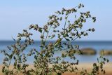 Chenopodium striatiforme