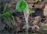 Asarum europaeum. Цветущие растения. Московская обл., Раменский р-н, окр. ж.-д. платформы Хрипань, просека в смешанном лесу. 23.04.2025.