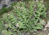 Macrotomia ugamensis