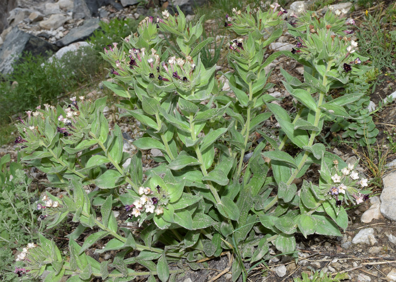 Изображение особи Macrotomia ugamensis.