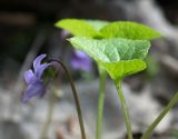 Viola epipsila