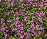 Primula patens. Цветущие растения. Приморский край, Октябрьский р-н, окр. с. Гранатовка, на лугу. 21.05.2025.