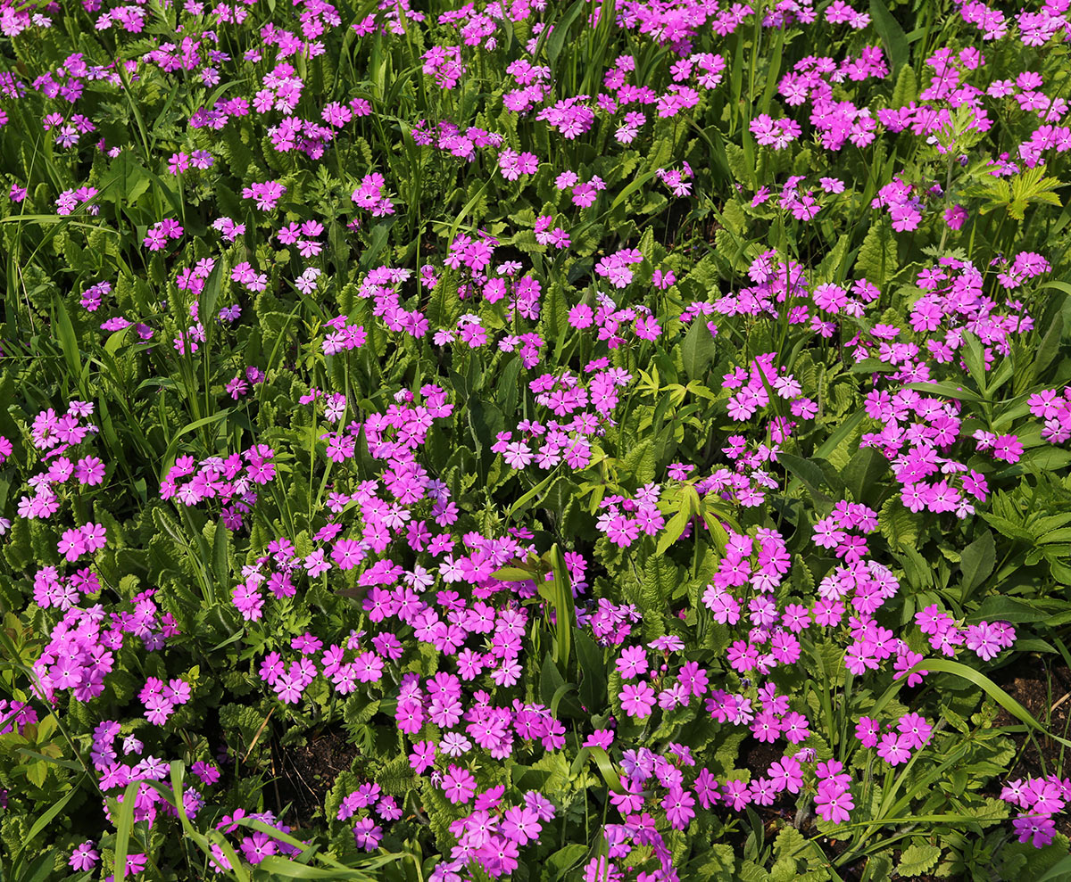 Image of Primula patens specimen.