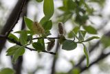 genus Salix. Верхушка веточки с мужскими соцветиями молодыми листьями. Мурманск, Октябрьский р-н, антропогенная опушка берёзового леса. 09.06.2025.