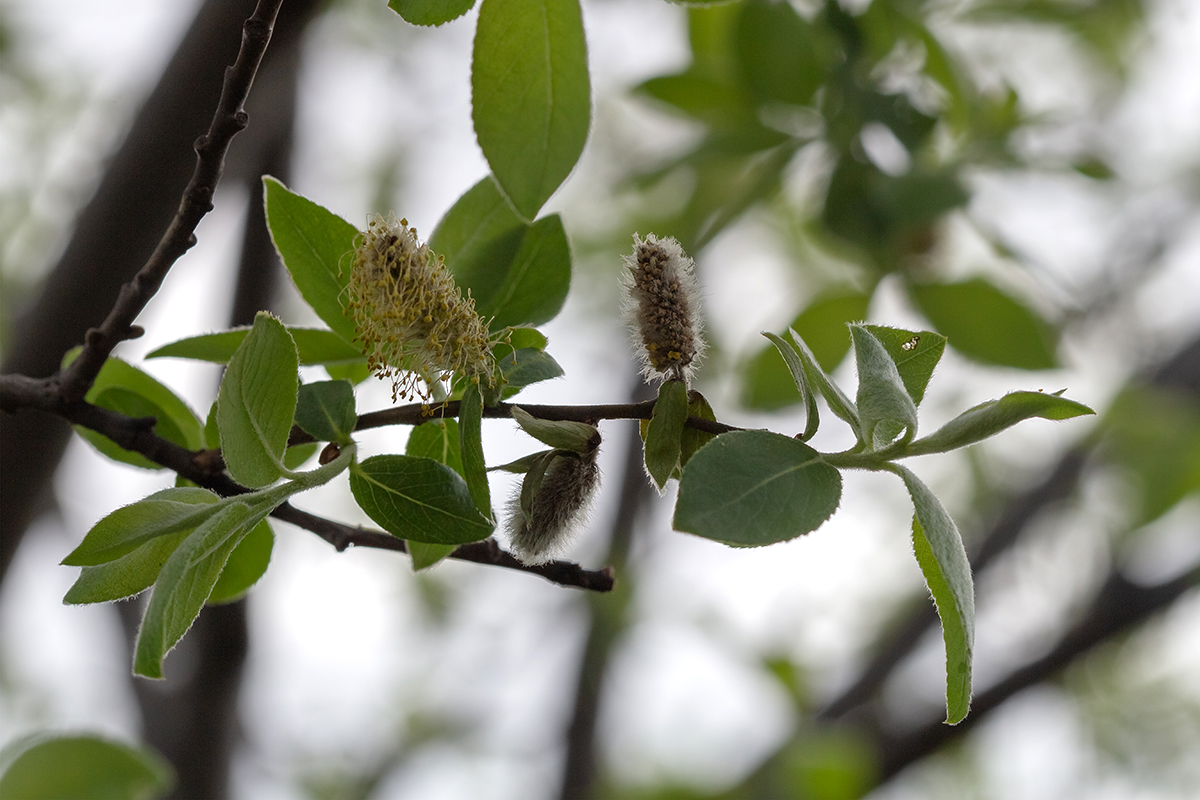 Изображение особи Salix borealis.