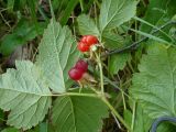 Rubus saxatilis. Верхушка плодоносящего растения. Новосибирская обл, Караасукский р-он, Благодатное, 30.07.2008.