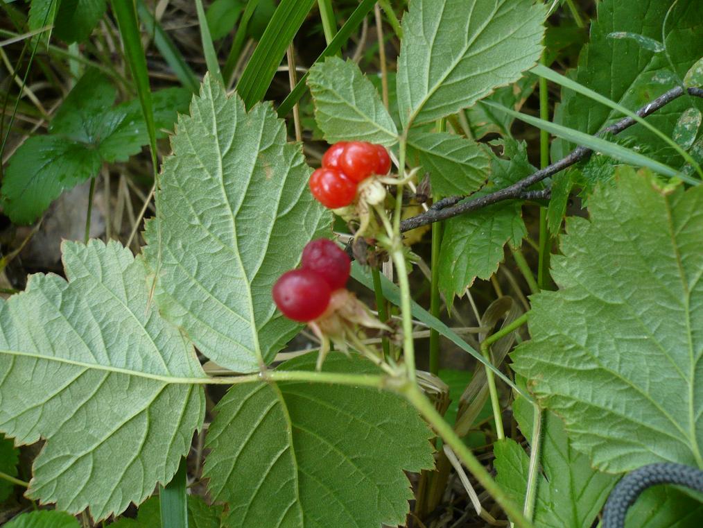 Image of Rubus saxatilis specimen.