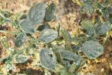 Heliotropium ellipticum. Часть цветущего и плодоносящего растения. Узбекистан, Ташкентская обл., Бекабадский р-н, Дальверзинская степь, обочина грунтовой дороги, глинисто-песчаная почва. 07.10.2021.