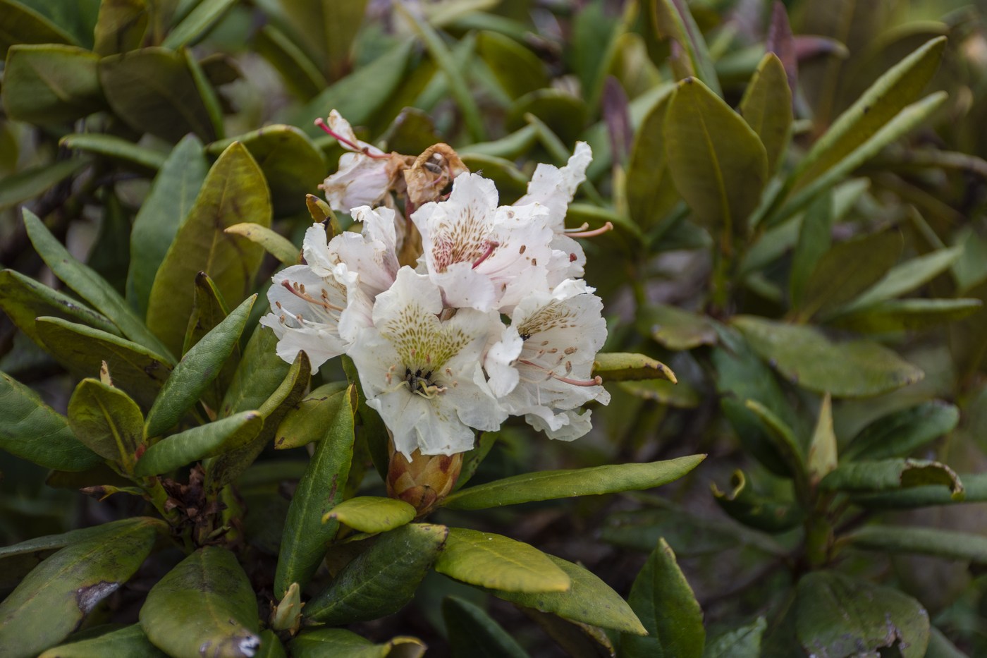 Изображение особи Rhododendron caucasicum.