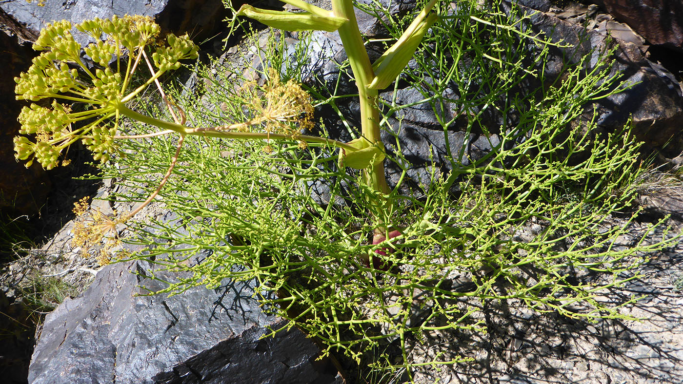 Изображение особи Ferula grigoriewii.