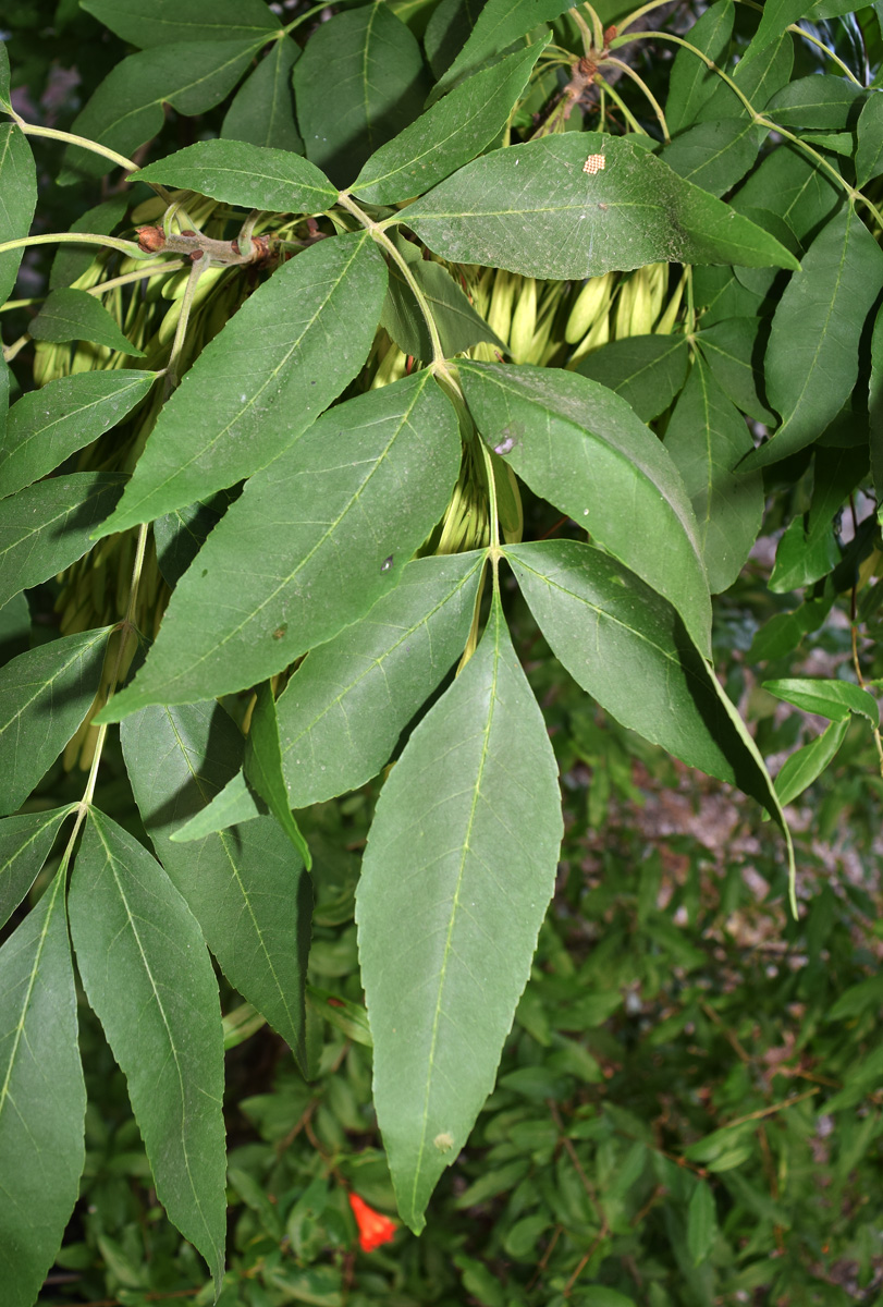 Изображение особи Fraxinus pennsylvanica.