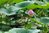 Nelumbo komarovii. Бутон, завязавшийся плод и листья. Приморский край, ЗАТО Фокино, окр. пос. Путятин; о-в Путятина, оз. Гусиное. 13.08.2025.
