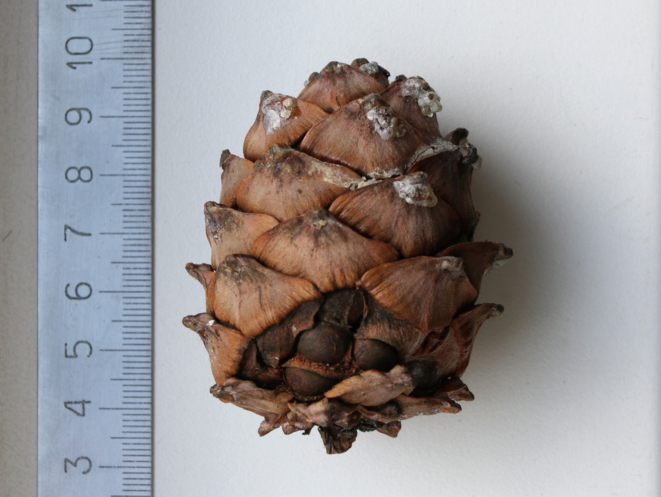 Изображение особи Pinus sibirica.