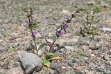 Phlomoides zenaidae
