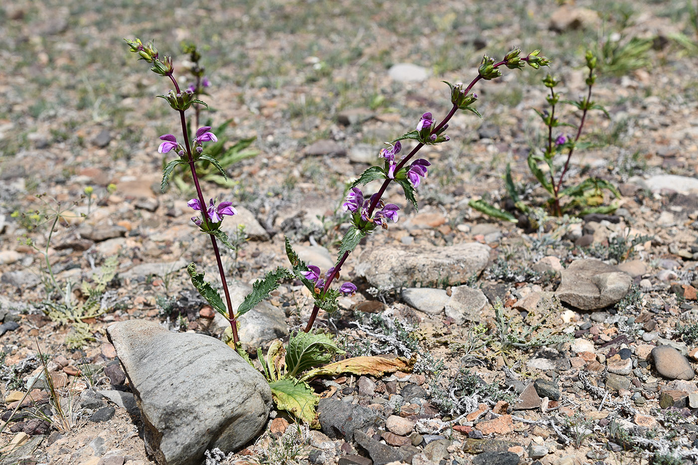 Изображение особи Phlomoides zenaidae.