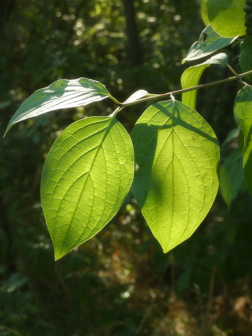 Image of Cornus mas specimen.