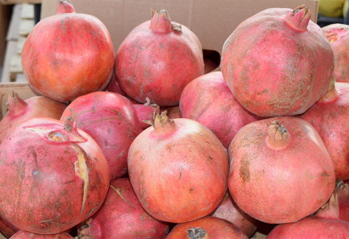 Изображение особи Punica granatum.