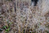 Deschampsia cespitosa. Верхушки плодоносящих растений. Московская обл., ГО Пушкинский, 6-й км Красноармейского шоссе, суходольный луг. 26.10.2025.