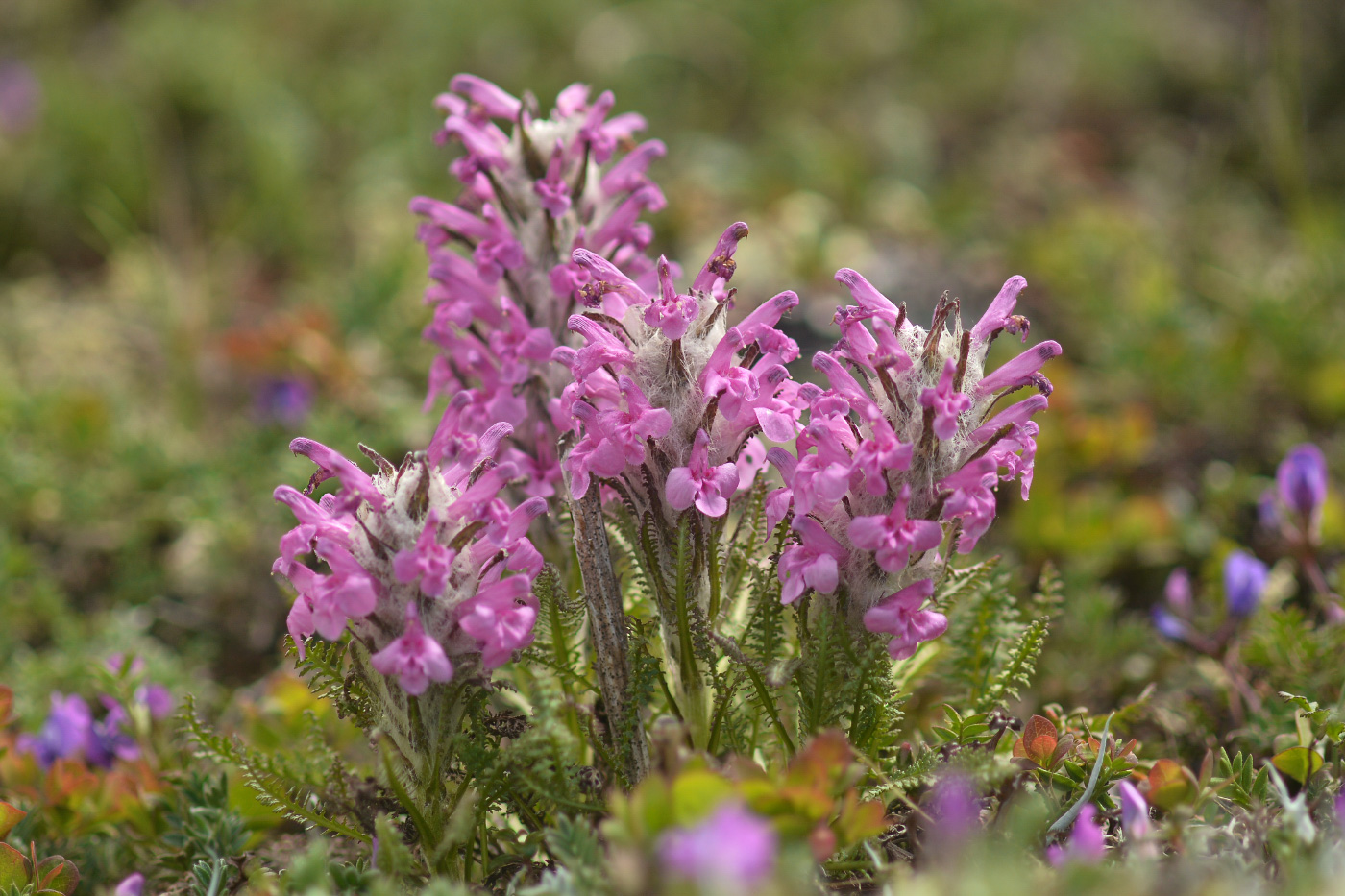 Image of Pedicularis lanata specimen.