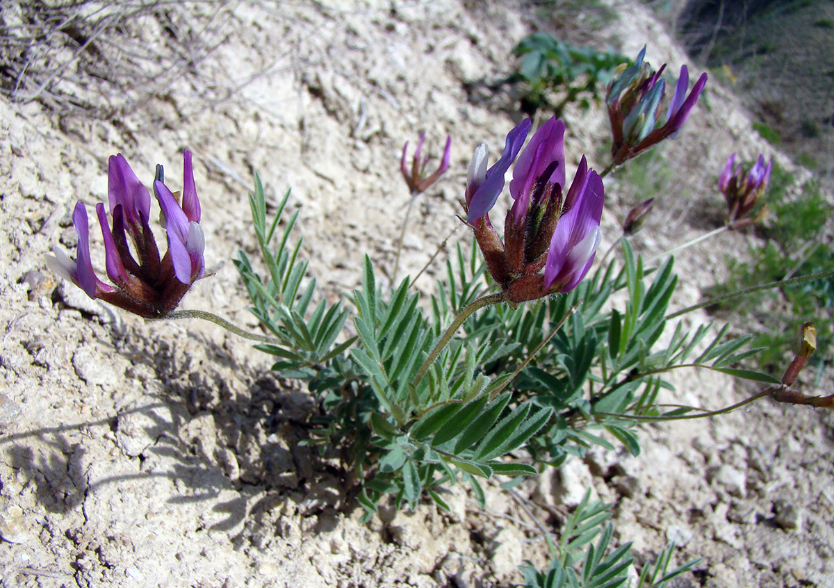 Image of Astragalus ketmentubensis specimen.