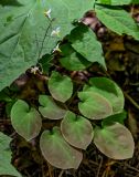 Epimedium brevicornu