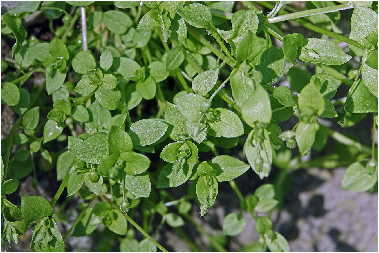 Изображение особи Stellaria media.