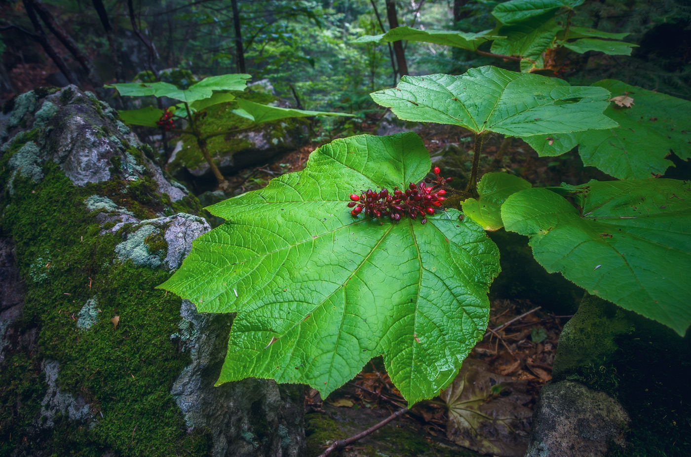 Image of Oplopanax elatus specimen.