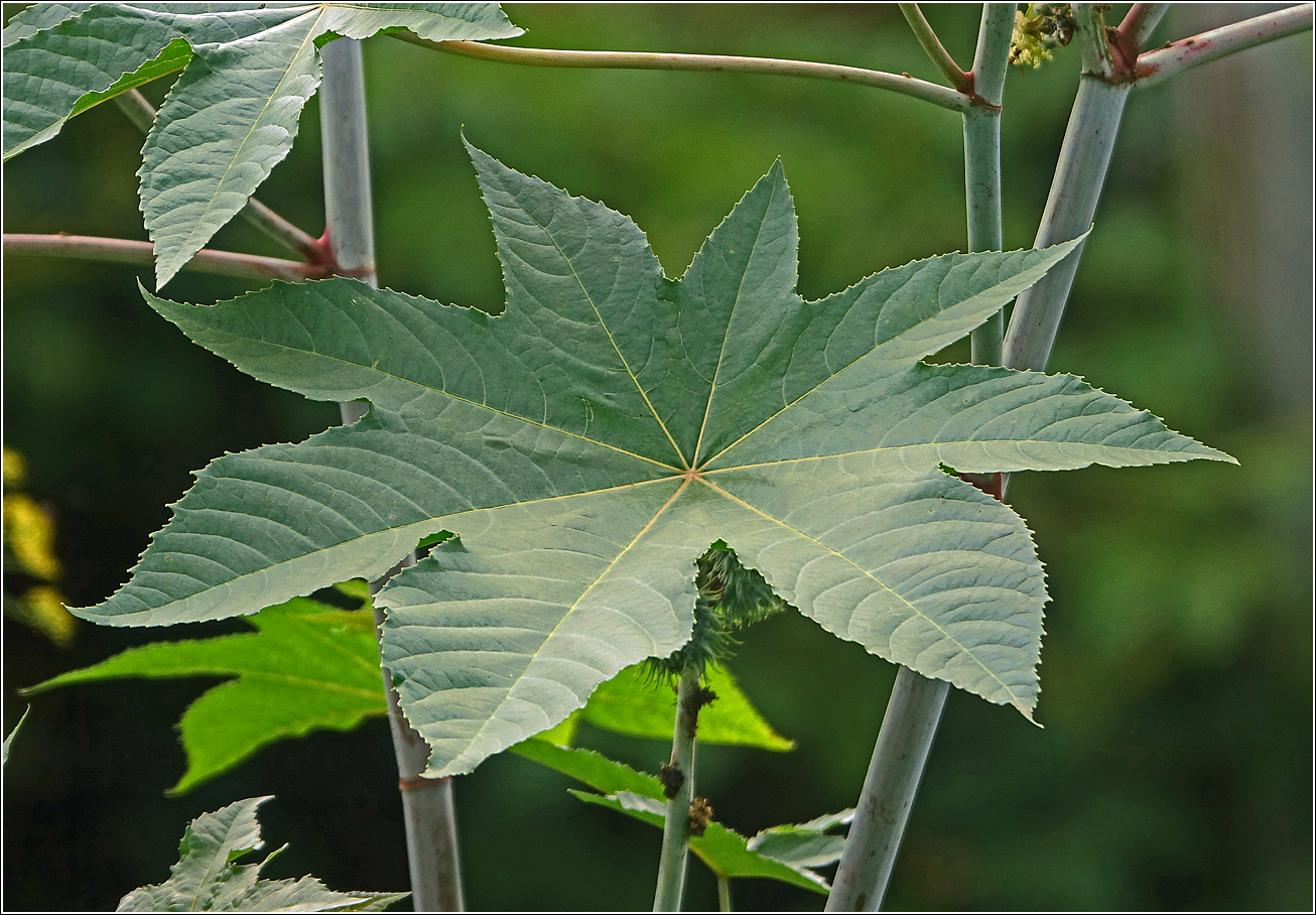 Изображение особи Ricinus communis.