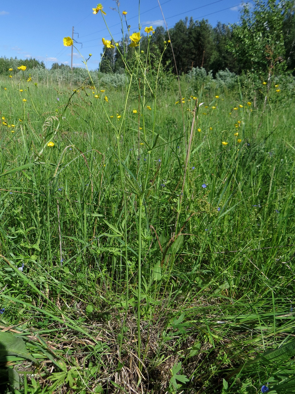 Image of Ranunculus acris specimen.