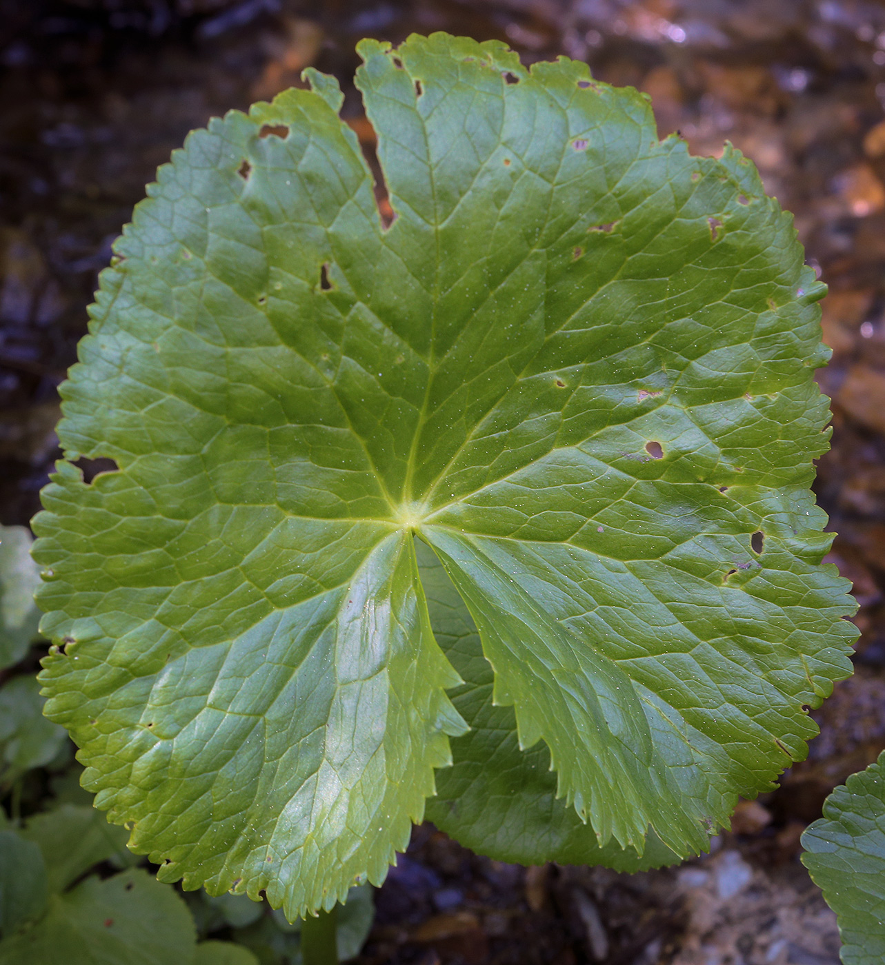 Изображение особи Caltha polypetala.