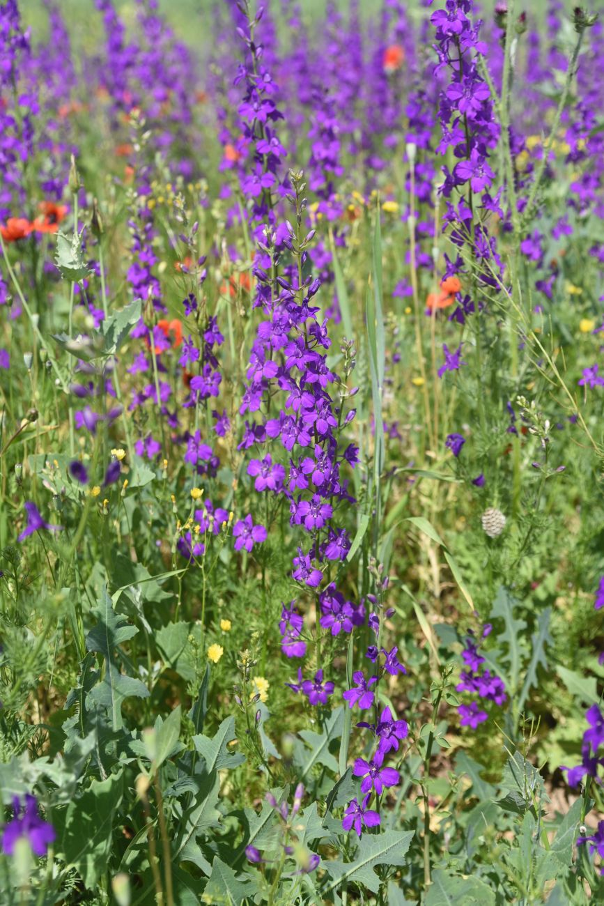 Image of Delphinium hispanicum specimen.