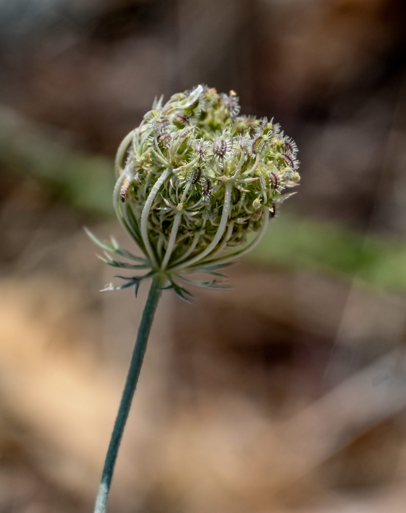 Image of Daucus carota specimen.