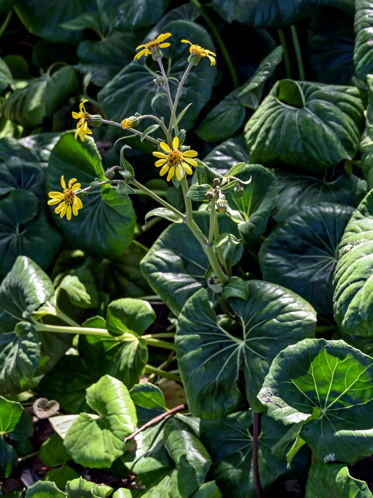 Image of Farfugium japonicum specimen.