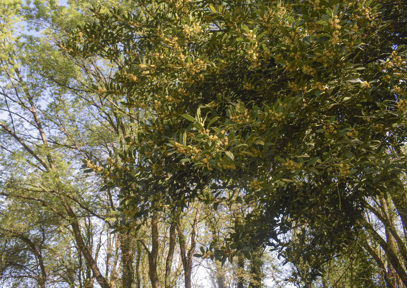 Image of Laurus nobilis specimen.