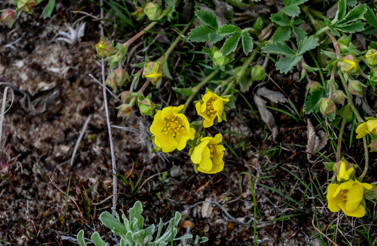 Image of Potentilla incana specimen.