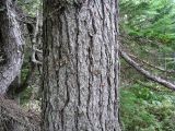 Larix cajanderi
