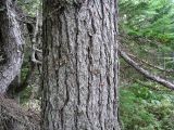 Larix cajanderi. Часть ствола взрослого дерева. Сахалин, окр. г. Южно-Сахалинска. Август 2010 г.