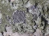 Placocarpus schaereri. Таллом (голубоватого оттенка) на талломе Lecanora muralis. Крым, предгорье, окр. Белогорска, куэста Сары-Кая, задернованная скала. 18.04.2026.