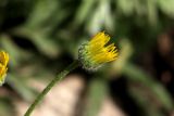 Erigeron linearis