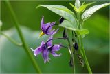 Solanum dulcamara. Соцветие с бутонами и цветками. Московская обл., Раменский р-н, окр. дер. Хрипань, садовый участок. 08.06.2026.