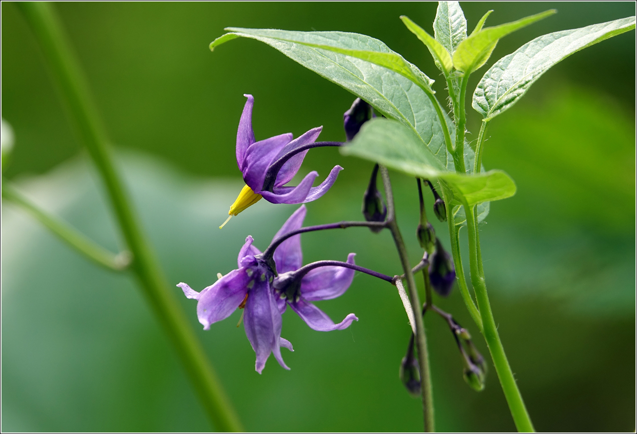 Изображение особи Solanum dulcamara.