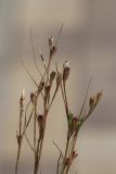 Juncus ambiguus. Верхушка плодоносящего растения. Санкт-Петербург, Кировский р-н, сырая окрайка цветника на бульваре. 03.07.2026.